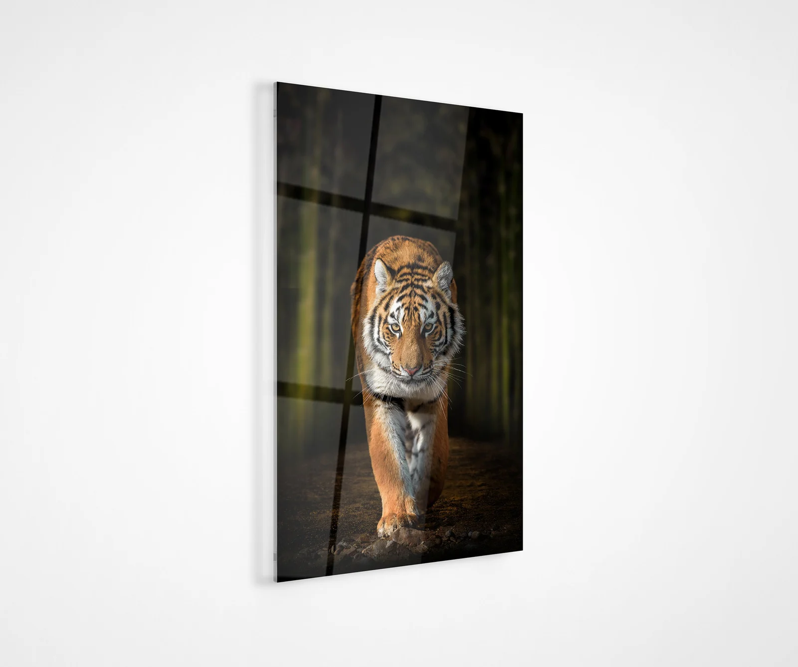 Siberian tiger on forest path glass wall art shown as home wall decor