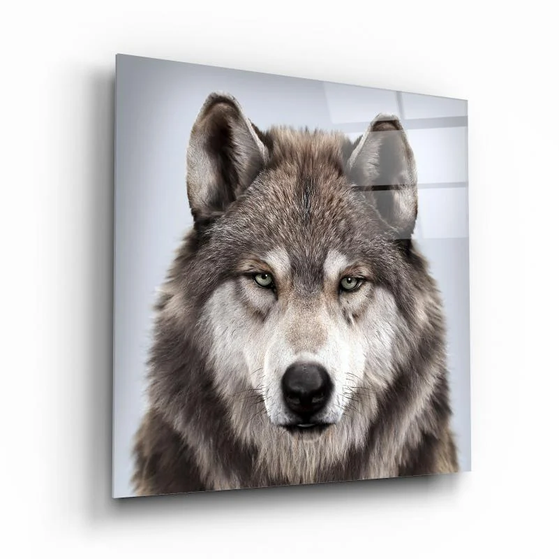 Gray Wolf Portrait on White Square Glass Wall Art, front angled view